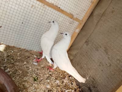 wehshi pegion female