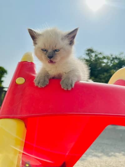 Persian & Himalayan Kittens/ Cats For Sale