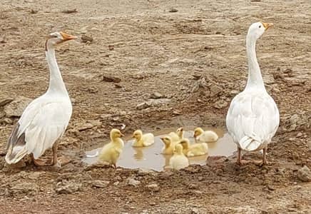 A Couple Runner Duck with 7 Ducklings