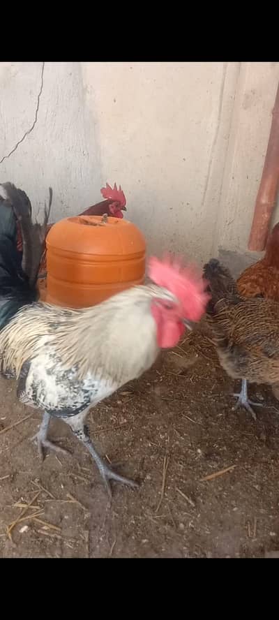 Golden Misri 7 Pairs