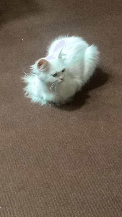 A female cat forsale