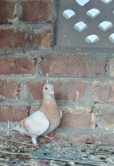 qasid Pair and 1 female yellow