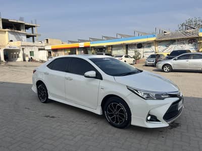 Corralla Altis grandi