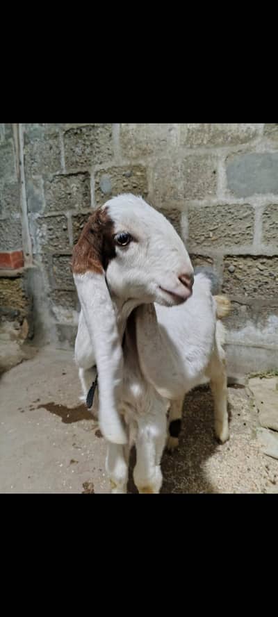 Bakra Rajanpuri