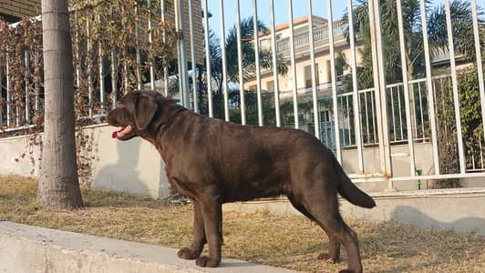 Chocolate Brown Labrador Female