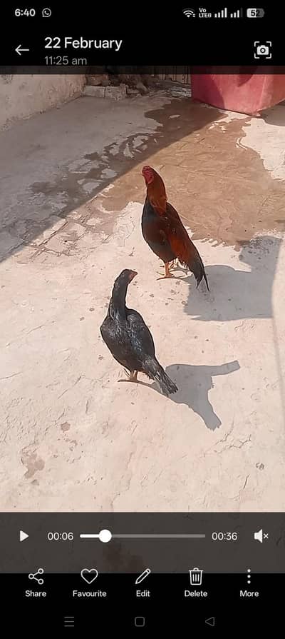 اصیل میانوالی مرغا اور اصیل میانوالی جاوی مشکی مرغی