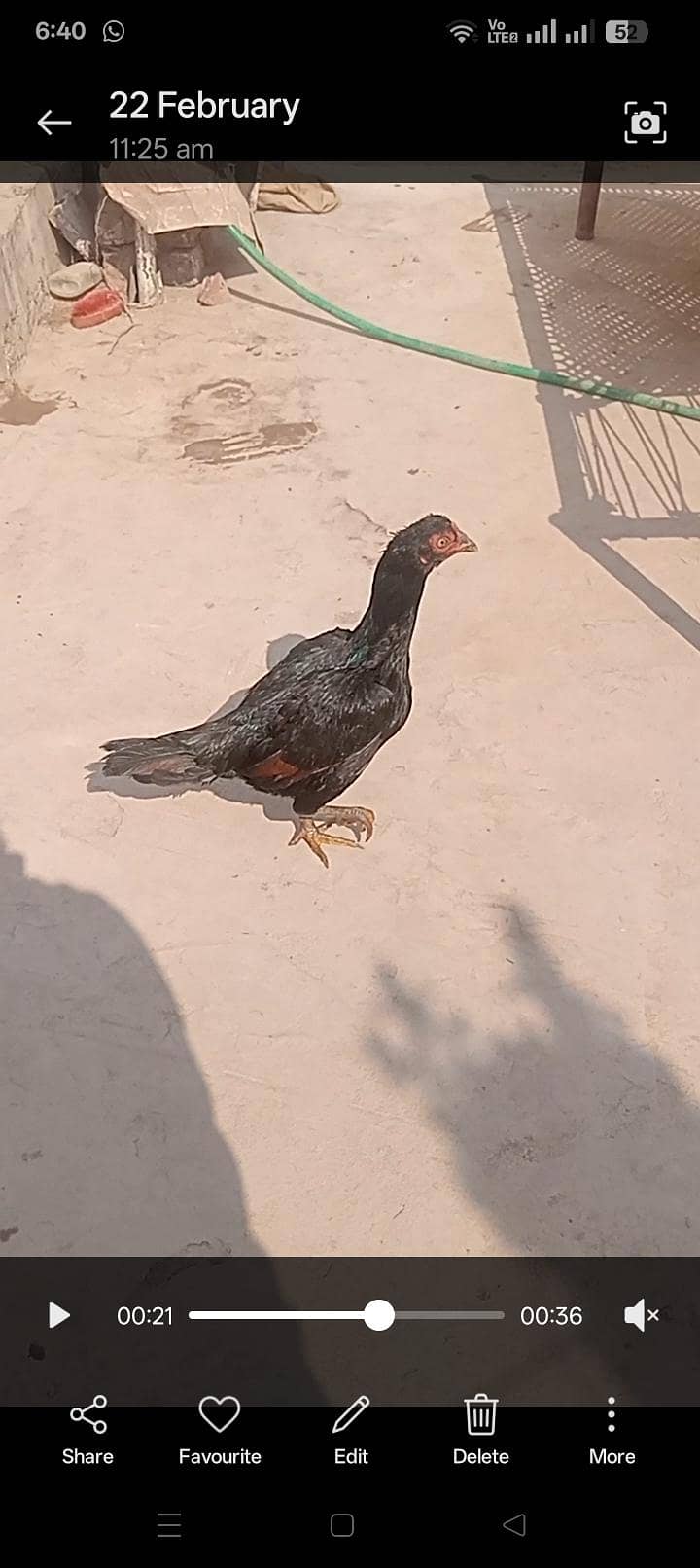 اصیل میانوالی مرغا اور اصیل میانوالی جاوی مشکی مرغی 1