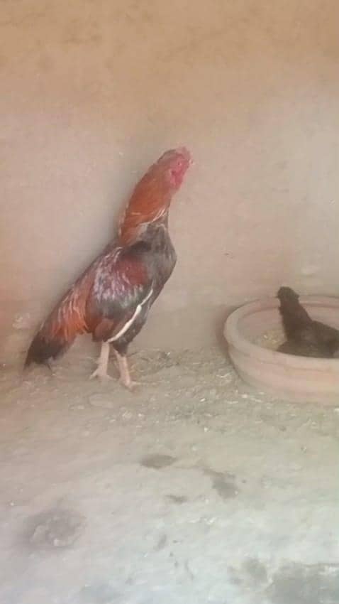 اصیل میانوالی مرغا اور اصیل میانوالی جاوی مشکی مرغی 2