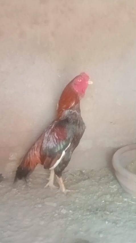 اصیل میانوالی مرغا اور اصیل میانوالی جاوی مشکی مرغی 3