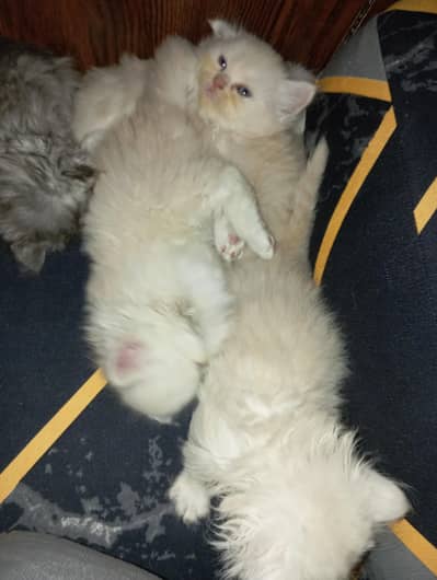 Pure Persian Cats ke Bachay Available 