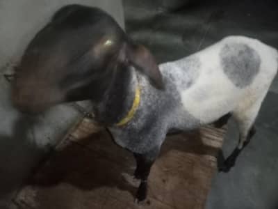 kharaa dumba for sale