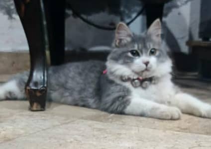 double coated make gray white