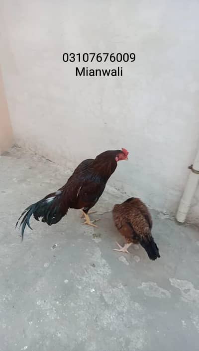 Amroha aseel Madi /Merathi Aseel/Amroha Aseel / Old bloodline