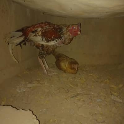 1 Aseel Murga And 2 ande wali Aseel murgiya  +15 eggs