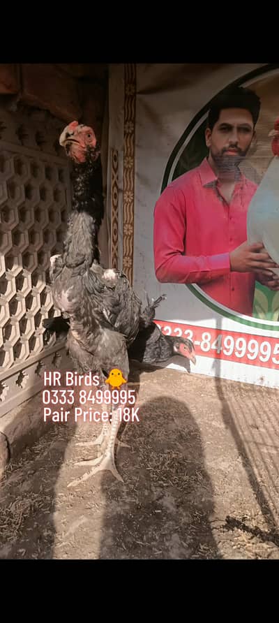 Japanese Black Shamo