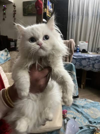 Triple coated Persian cats litter trained