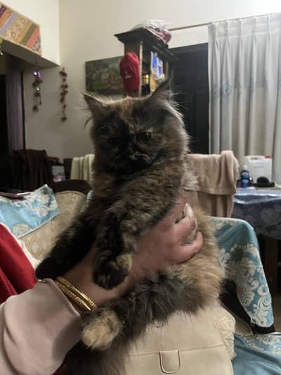 Triple coated Persian cats litter trained