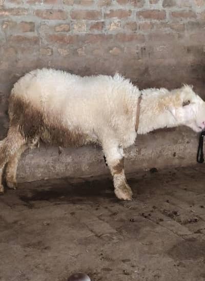 Qurbani Dumba Shatra bakra