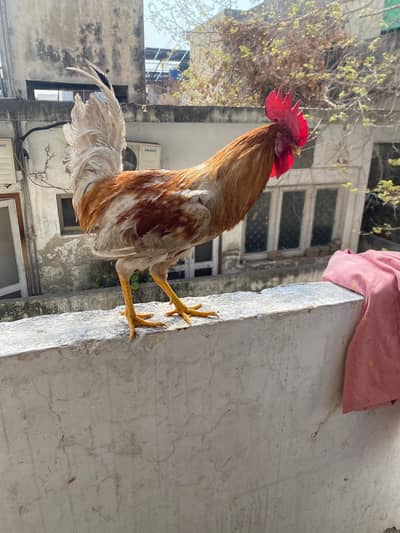 Mixed bread murga for sale