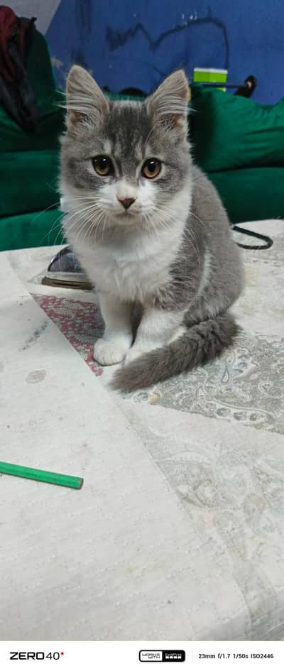 double coated make gray white