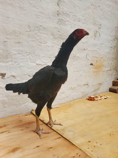 German Oh Shamo Breeder Pair