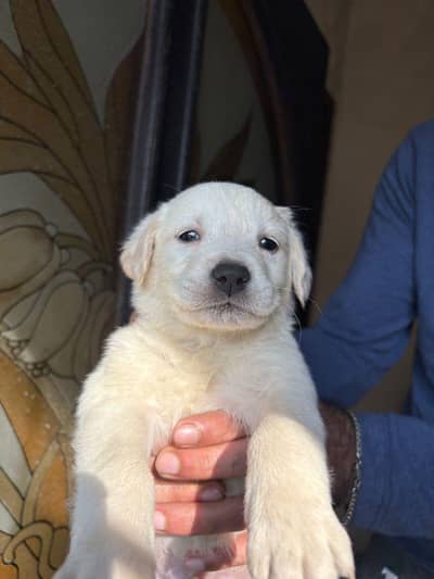 Labrador puppies for sale