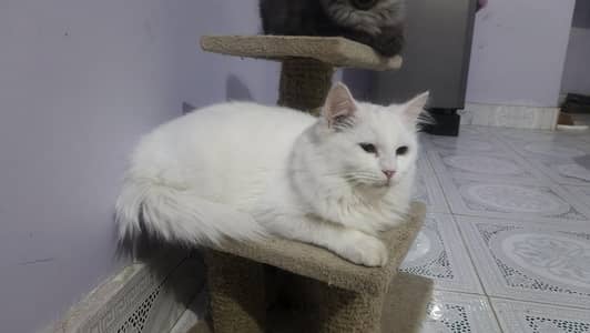 Male Persian Double