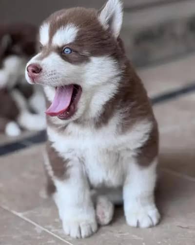 siberian husky puppy for sale