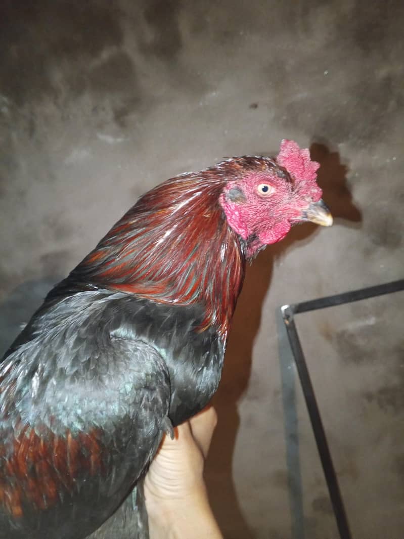 Assel breader pair 1