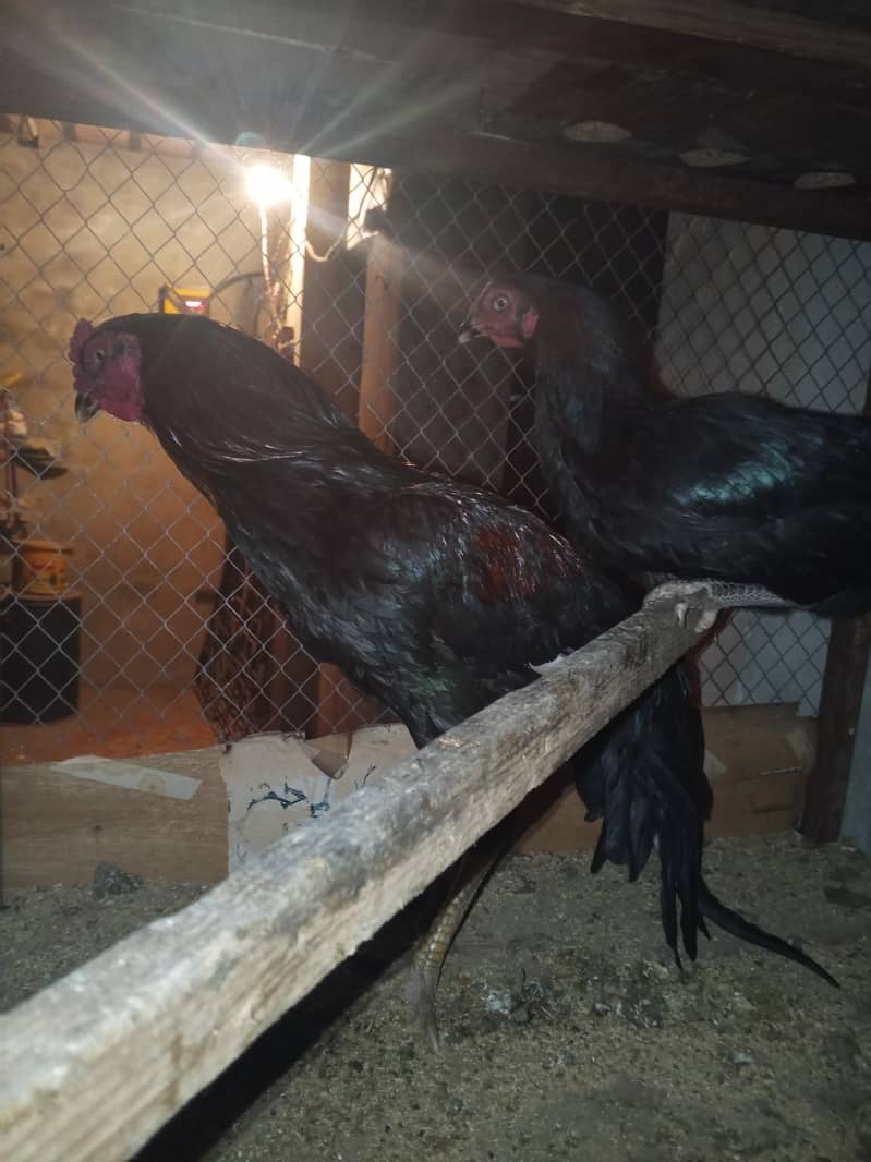 Assel breader pair 2