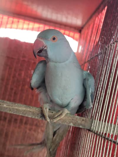 Blue Ringnack Parrot