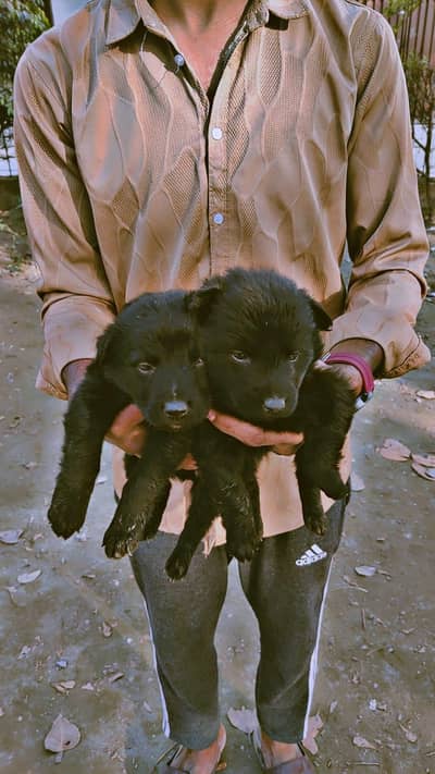 Black German shepherd 03016224245