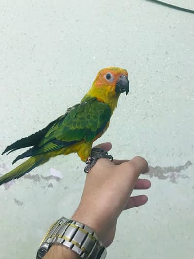 Sunconure Free Fly Trained Piece Available