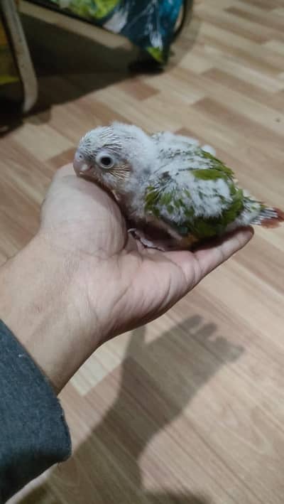 pineapple or yellow sided conure chicks available