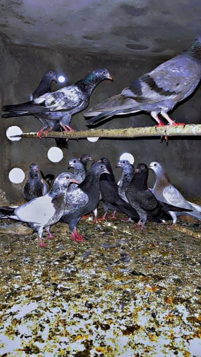 goldan tadi bachy for sale 0 kali bachy