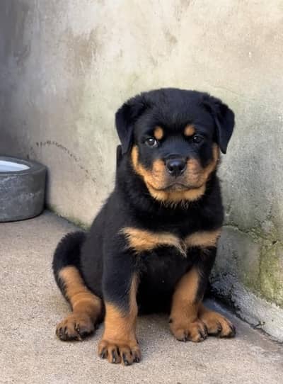 Rottweiler puppies 031111968618