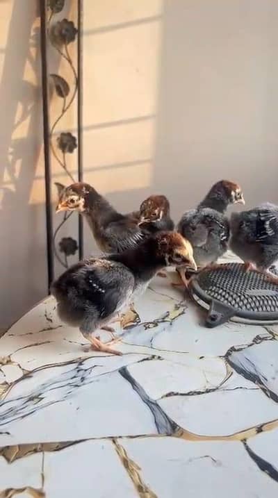 Japanese shamo and wyndotte chicks 0333/42/33111