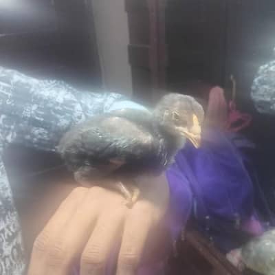 Indian aseel chicks