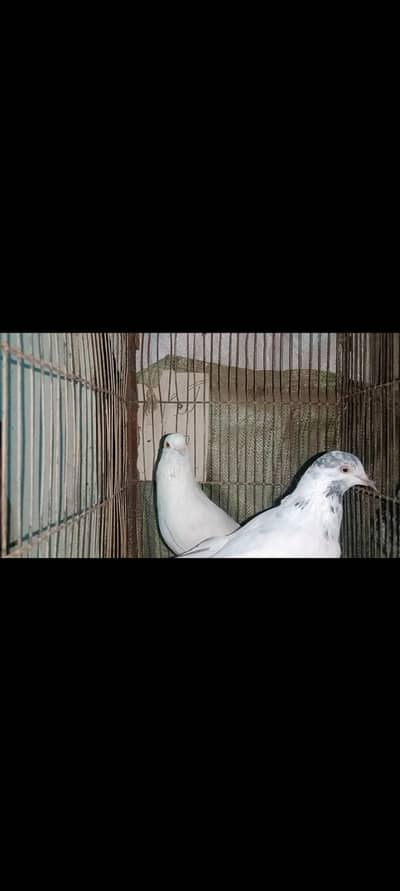 pati wala kabuhtar for sell