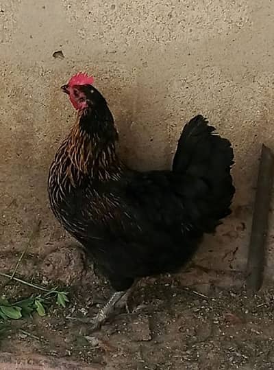 Desi Hens Pair - 2 Female / 3 Male Available