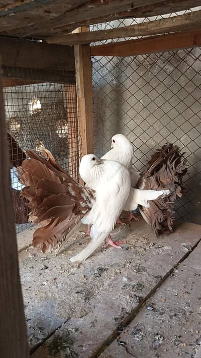 Red tail Lakka pair available for sale.