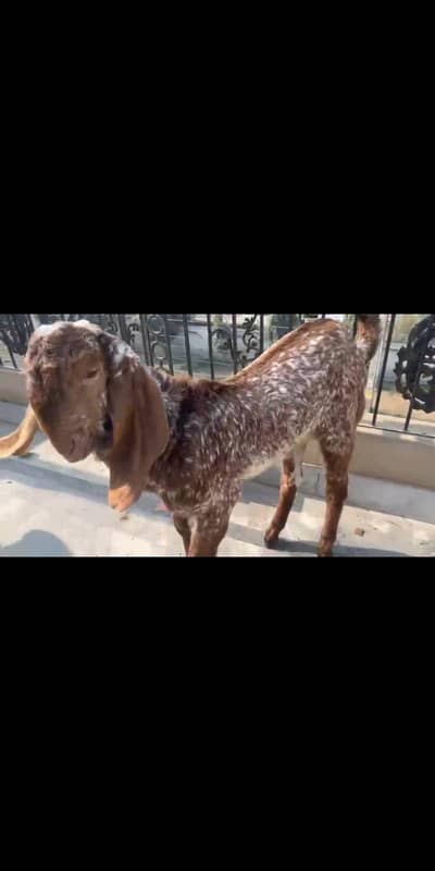 Makhi cheeni bakri gabban