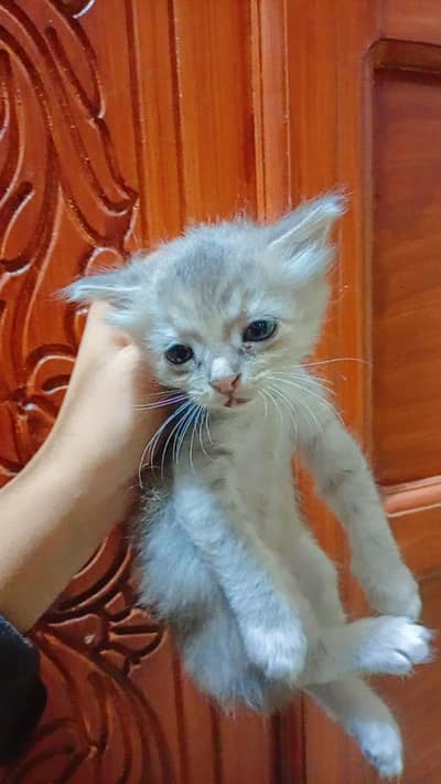 2 kitten grey and golden