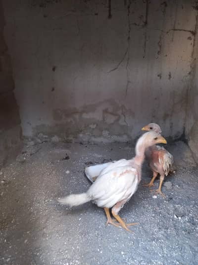 2×1000=2000.03330031118 .   pure paper white chicks .