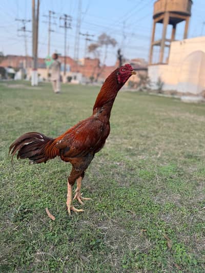 Aseel Murga for sale