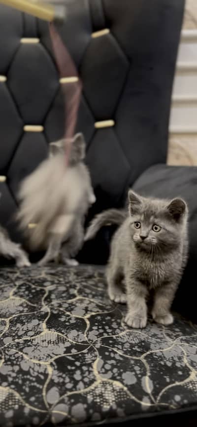 British Shorthair Kittens Available