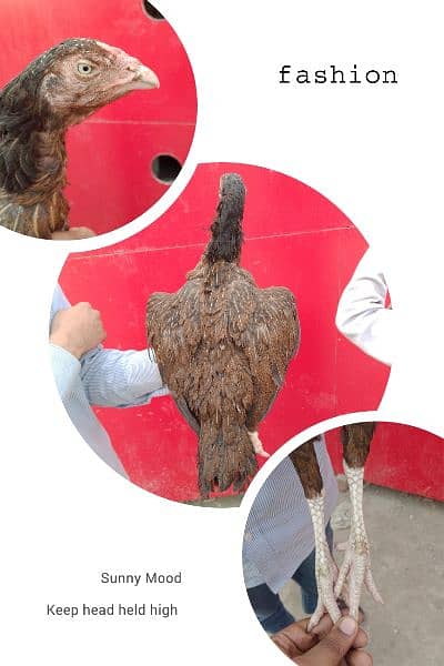 aseel murgi for sale