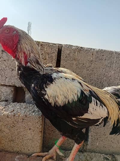 aseel morga 03102069212