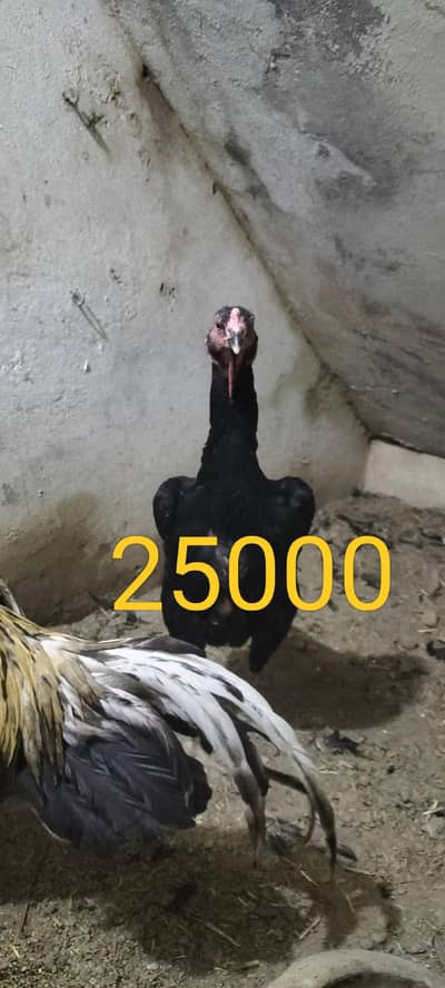 Shajra murga and shamo murgi for sale murgi anda ma ai hoi ha