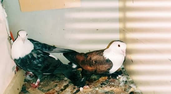 Karbalai gandedar pairs